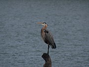 Blue Heron Photograph by Granny B Photography