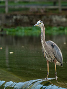 Blue Heron in Clinton Township Photograph by GeeLeesa Photography and FineArt
