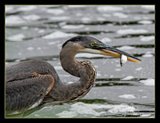 Blue Heron's Catch Photograph by Regina Muscarella Blue Heron's Catch Photograph by Regina Muscarella