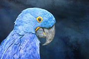 Blue Hyacinth Macaw Mixed Media by Elisabeth Lucas