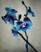 Blue orchid Digital Art by Samuel HUYNH