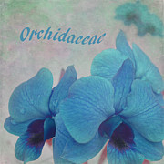 Blue Orchidaceae Floral Photograph by Aimee L Maher ALM GALLERY