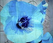 Blue Poppies  Photograph by Cherry Vercher