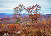 Blue Ridge Trees in Fall Photograph by Rachel Morrison