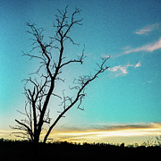 Blue Sky and a Silhouette Of A Tree Photograph by Dave Morgan