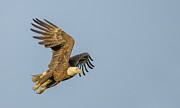 Blue Sky Bald Eagle #baldeagle #raptor #flight #eagle Photograph by Puttaswamy Ravishankar
