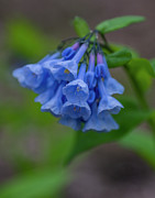 Bluebells in the Spring Photograph by Regina Muscarella Bluebells in the Spring Photograph by Regina Muscarella