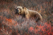 Blueberry Feast Photograph by Chad Dutson