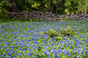 A colorful blanket of bluebonnets at McKinney Falls State Park Photograph by Brigitte Blanchette Thompson A colorful blanket of bluebonnets at McKinney Falls State Park Photograph by Brigitte Blanchette Thompson