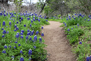 Bluebonnet Trail at Enchanted Rock State Natural Area Photograph by Brigitte Blanchette Thompson Bluebonnet Trail at Enchanted Rock State Natural Area Photograph by Brigitte Blanchette Thompson
