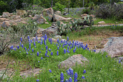 Bluebonnets Texas Style Photograph by Steve Templeton Bluebonnets Texas Style Photograph by Steve Templeton