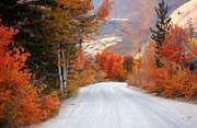 Siren Colored Leaves - North Lake - Bishop Photograph by Bonnie Colgan Siren Colored Leaves - North Lake - Bishop Photograph by Bonnie Colgan