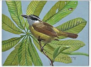 Boat-billed Flycatcher Painting by Barry Kent MacKay Boat-billed Flycatcher Painting by Barry Kent MacKay