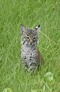 Bobcat baby Photograph by David McKinney Bobcat baby Photograph by David McKinney