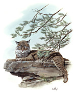 Bobcat Painting by Don Balke