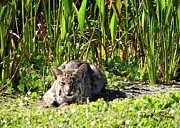 Bobcat Green Cay Photograph by David McKinney Bobcat Green Cay Photograph by David McKinney