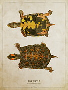 Bog Turtle Digital Art by Aged Pixel