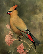 Bohemian Waxwing bird Digital Art by Samuel HUYNH