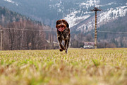 Bohemian Wire Haired Pointing Griffon running towards to me for some food. She jumps and runs to me for my order. Photograph by Vaclav Sonnek
