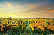 Bolgheri vineyard at sunset. Tuscany Photograph by Stefano Orazzini Bolgheri vineyard at sunset. Tuscany Photograph by Stefano Orazzini