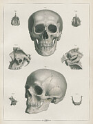 Bones Of Head Digital Art by Aged Pixel