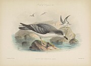 Bonin Petrel oestrelata hypoleuca Drawing by Rothschild J G Keulemans Bonin Petrel oestrelata hypoleuca Drawing by Rothschild J G Keulemans