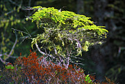 Yeti Photography - Bonsai Hemlock Photograph by David Jennings