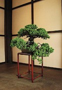 Bonsai Tree Photograph by Matthew Adelman