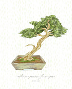 Bonsai Trees - Shimpaku Juniper Mixed Media by Shari Warren Bonsai Trees - Shimpaku Juniper Mixed Media by Shari Warren