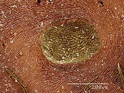 Book lungs of Orb Weaver spider, Araneus sp SEM Photograph by Gregory S. Paulson