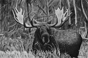 Boreal Drawing by Greg Fox
