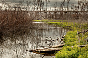 Reflections of Renewal - Burnt Forest Along the Bosque River, Texas Photograph by Brigitte Blanchette Thompson