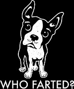 Boston Terrier Who Farted Digital Art by Jacob Zelazny