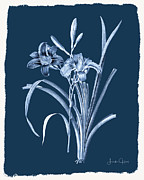 Botanical Cyanotype Series No. Six Digital Art by Linda Lee Hall Botanical Cyanotype Series No. Six Digital Art by Linda Lee Hall