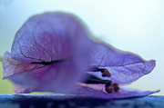 Bougainvillea 1 Photograph by Dubi Roman