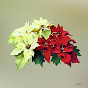 Bouquet of Red and Yellow Poinsettia Photograph by Susan Savad Bouquet of Red and Yellow Poinsettia Photograph by Susan Savad