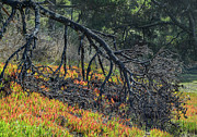 Bow to the Living Photograph by Jon Exley