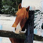 Boy it's cold outside horse Photograph by Lauren Sage