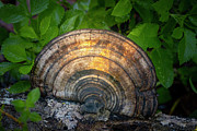 Bracket Fungi at Sunset Photograph by Mark Andrew Thomas Bracket Fungi at Sunset Photograph by Mark Andrew Thomas