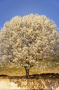 Bradford Pear in Full Bloom Photograph by Joni Eskridge