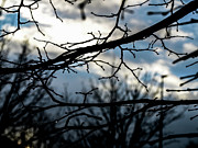 Branches, Sky Photograph by Edward Lee