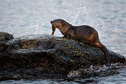Breakfast Time Photograph by Randy Hall