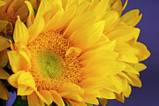 Bright and Beautiful Sunflowers 13 Photograph by Lindsay Thomson