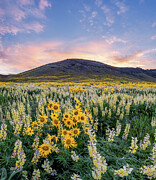 Brilliant Idaho Spring Color Photograph by Leland D Howard