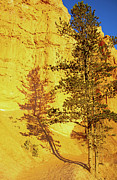 Brilliant Sunrise Shadows Bryce Canyon National Park Photograph by Bruce Gourley