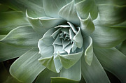 Broad Leaf Succulent Photograph by Brett Christenson