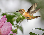 Broad-Tailed Hummer Photograph by Mark Mille Broad-Tailed Hummer Photograph by Mark Mille