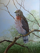 Broad-winged Hawk Painting by Barry Kent MacKay