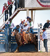 Bronco Riding Time Photograph by Kelly Markus