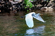 Bronx River Great Egret Photograph by Kevin Suttlehan Bronx River Great Egret Photograph by Kevin Suttlehan